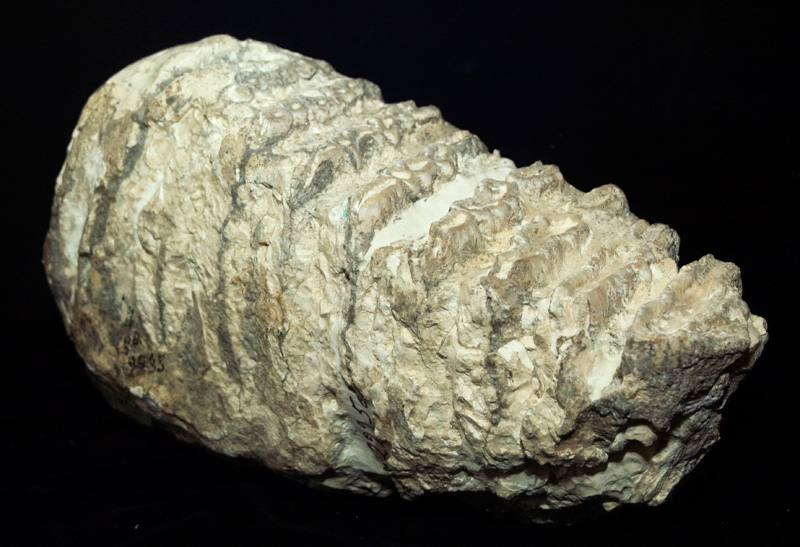 http://museum.ge/files/colection/sabunebismetyvelo/paleontologia/11_1_Archidisconon-meridionalis-taribanensis.jpg