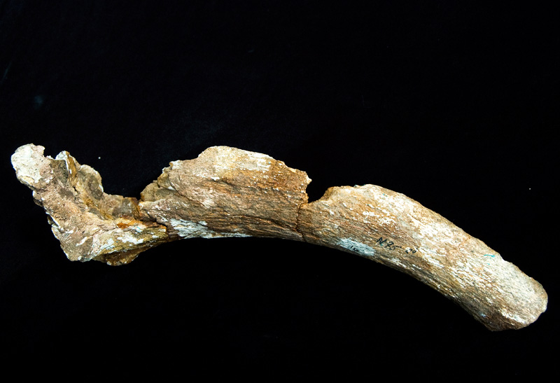 http://museum.ge/files/colection/sabunebismetyvelo/paleontologia/14_1_Capra-dalii.jpg