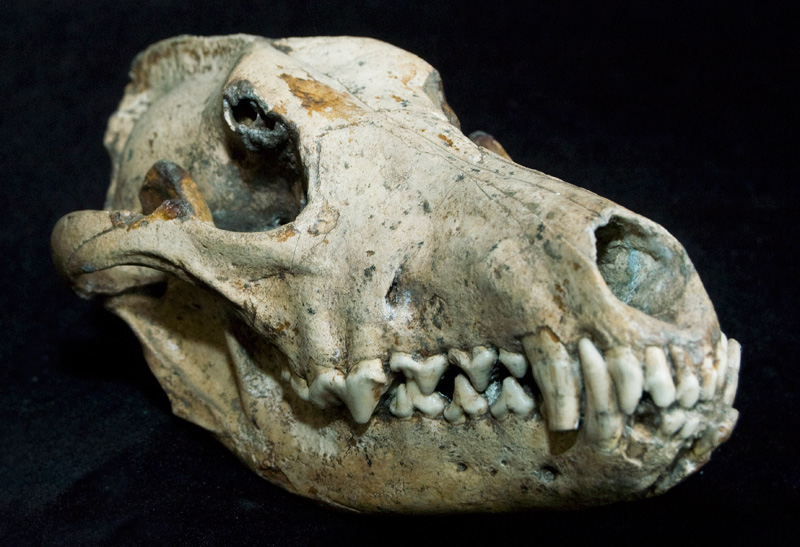http://museum.ge/files/colection/sabunebismetyvelo/paleontologia/15_2_Canis-etruscus.jpg