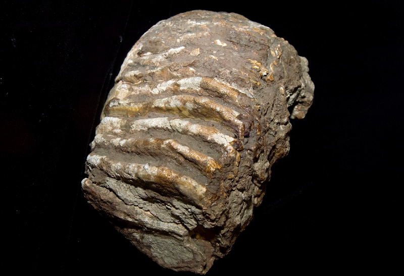 http://museum.ge/files/colection/sabunebismetyvelo/paleontologia/7_2_Archidisconon-meridionalis-taribanensis.jpg