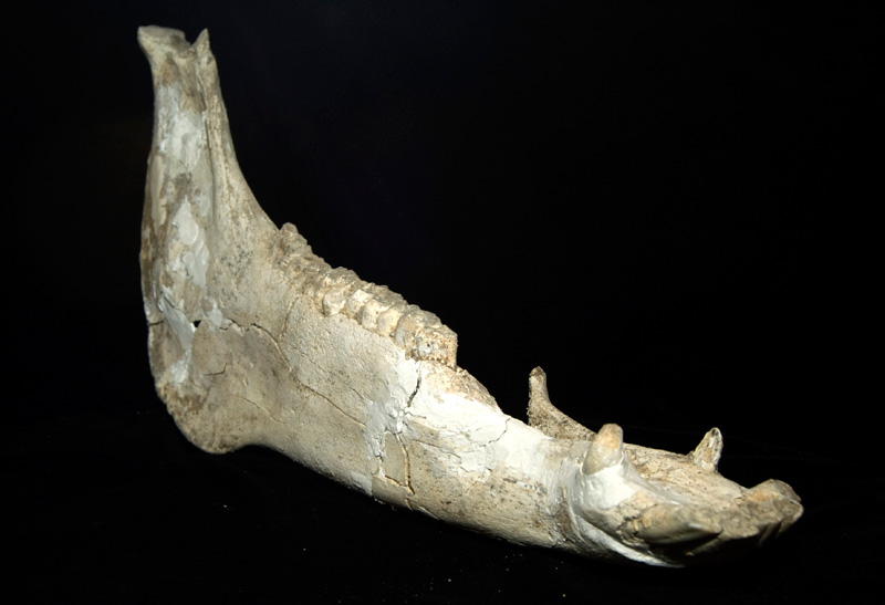 http://museum.ge/files/colection/sabunebismetyvelo/paleontologia/8_1_Equus-stenonis.jpg